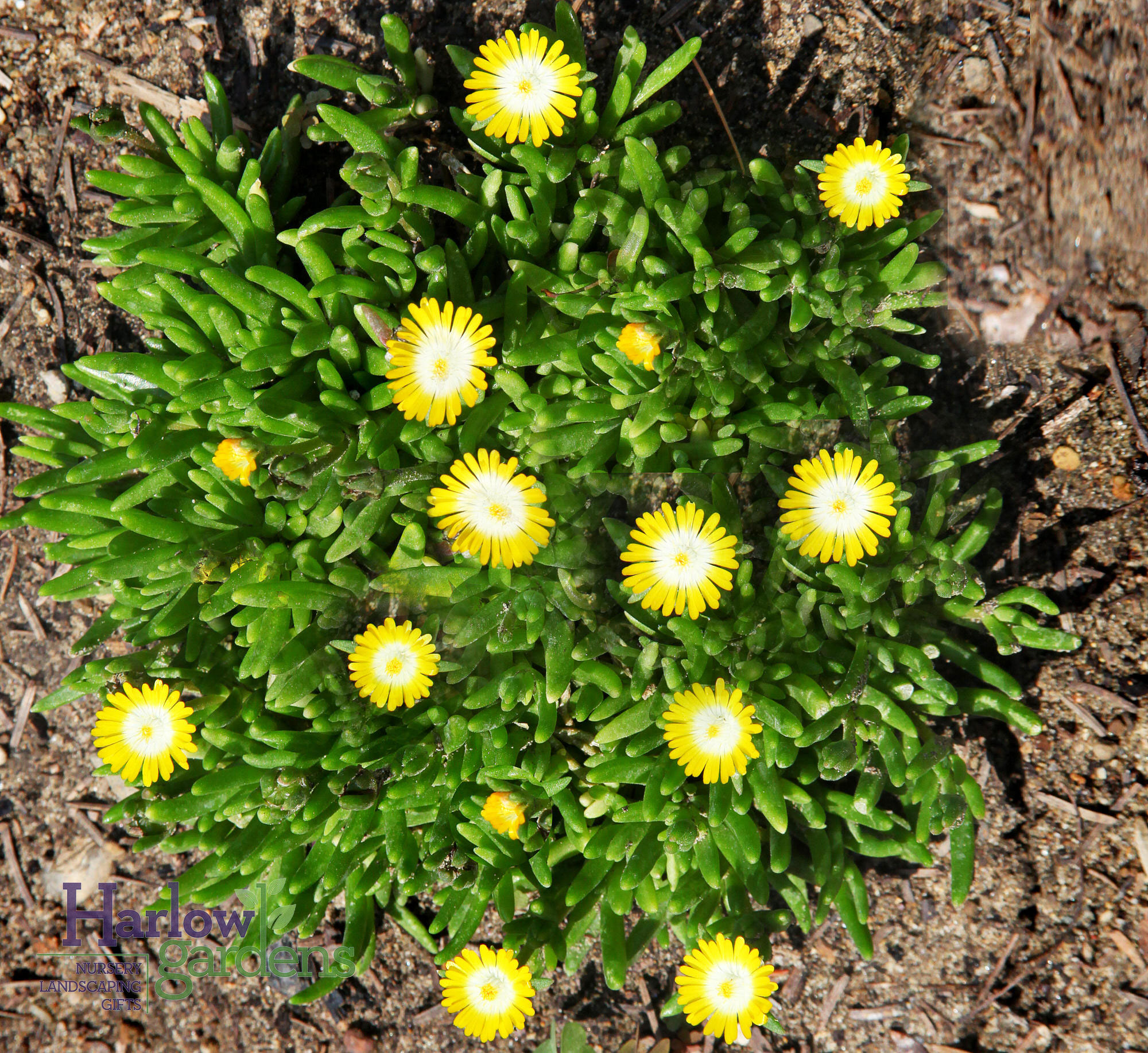 Yellow Ice Plant for sale at Harlow Gardens Tucson.