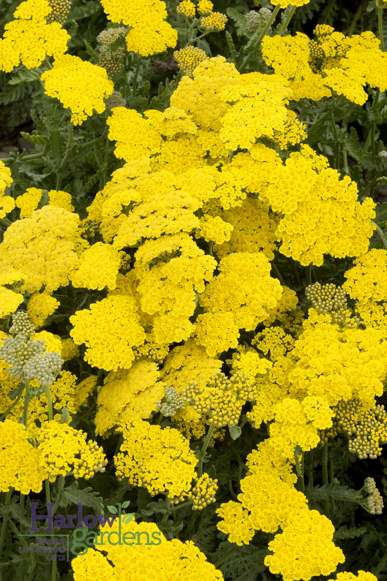 Yellow Yarrow for sale at Harlow Gardens Tucson.