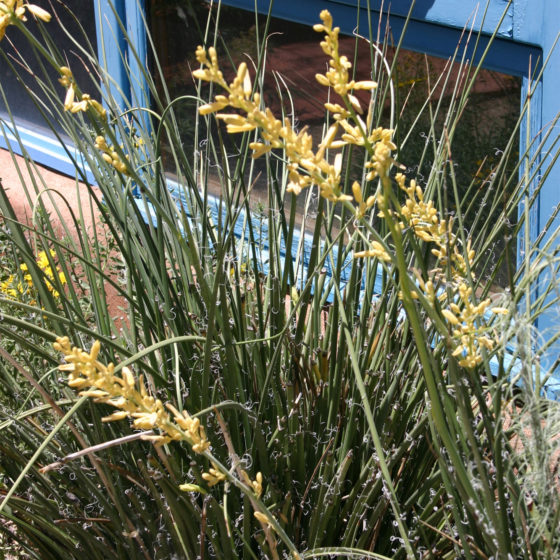 Yellow Yucca for sale at Harlow Gardens Tucson.