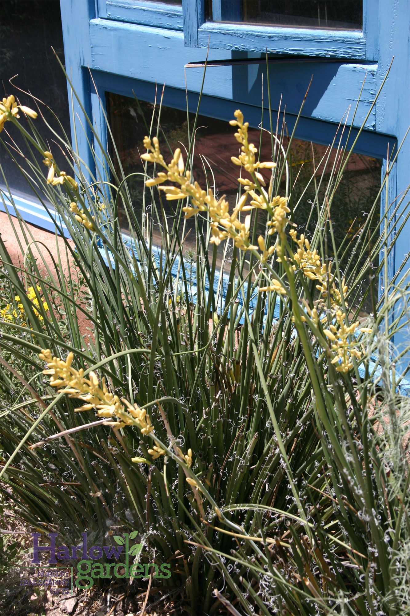 Yellow Yucca for sale at Harlow Gardens Tucson.