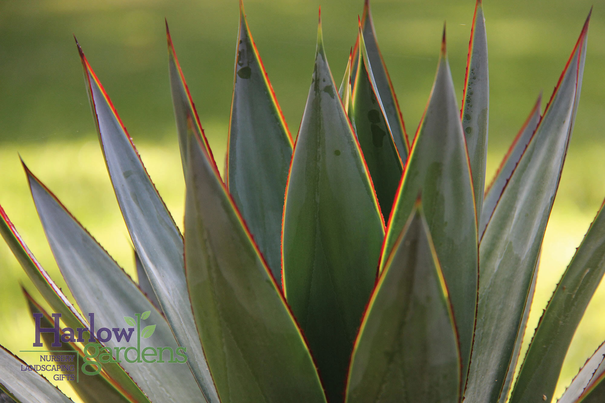 Agave Blue Glow for sale at Harlow Gardens Tucson.