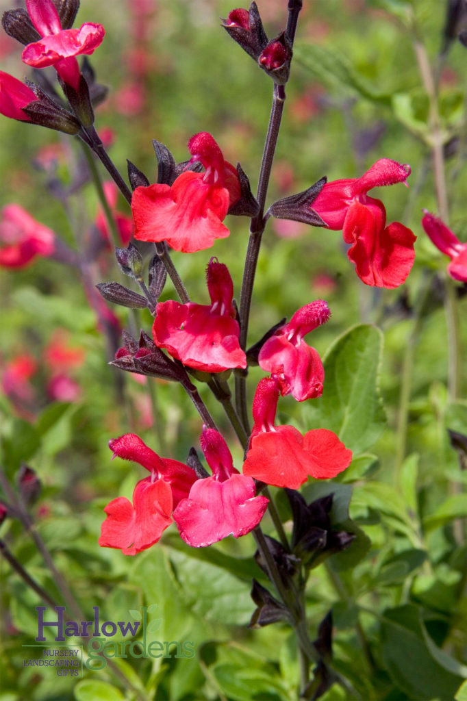 Red Autumn Sage - Harlow Gardens