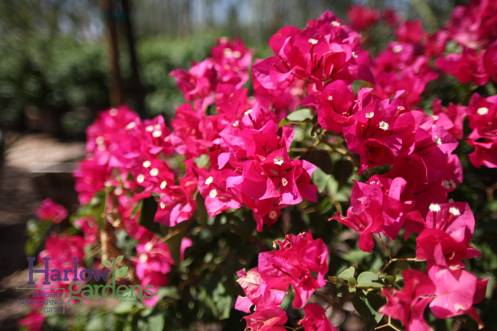 How to Get Rid of Blight on Barbara Karst Bougainvillea Plants