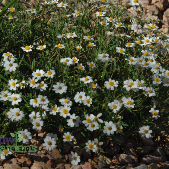 Blackfoot Daisy for sale at Harlow Gardens Tucson.