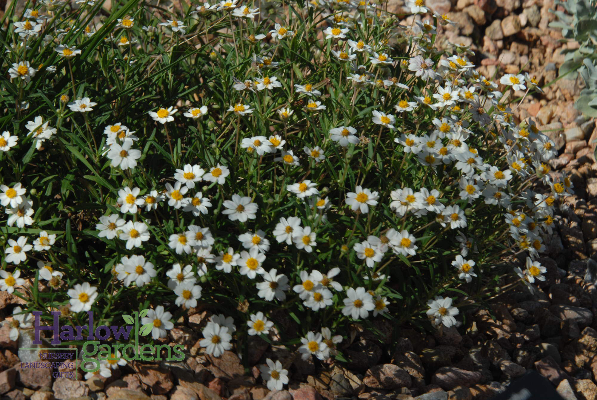 Blackfoot Daisy for sale at Harlow Gardens Tucson.