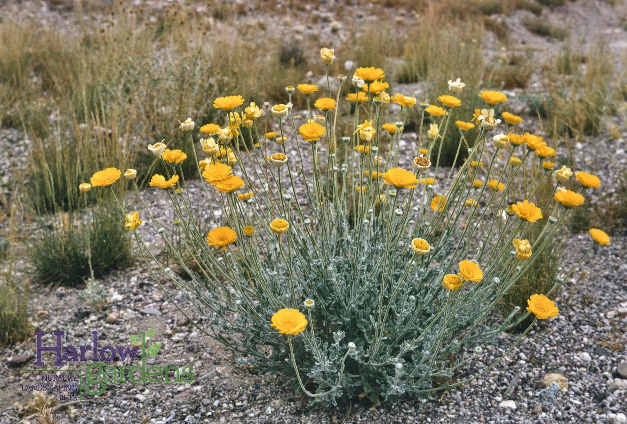 Desert Marigold for sale at Harlow Gardens Tucson.