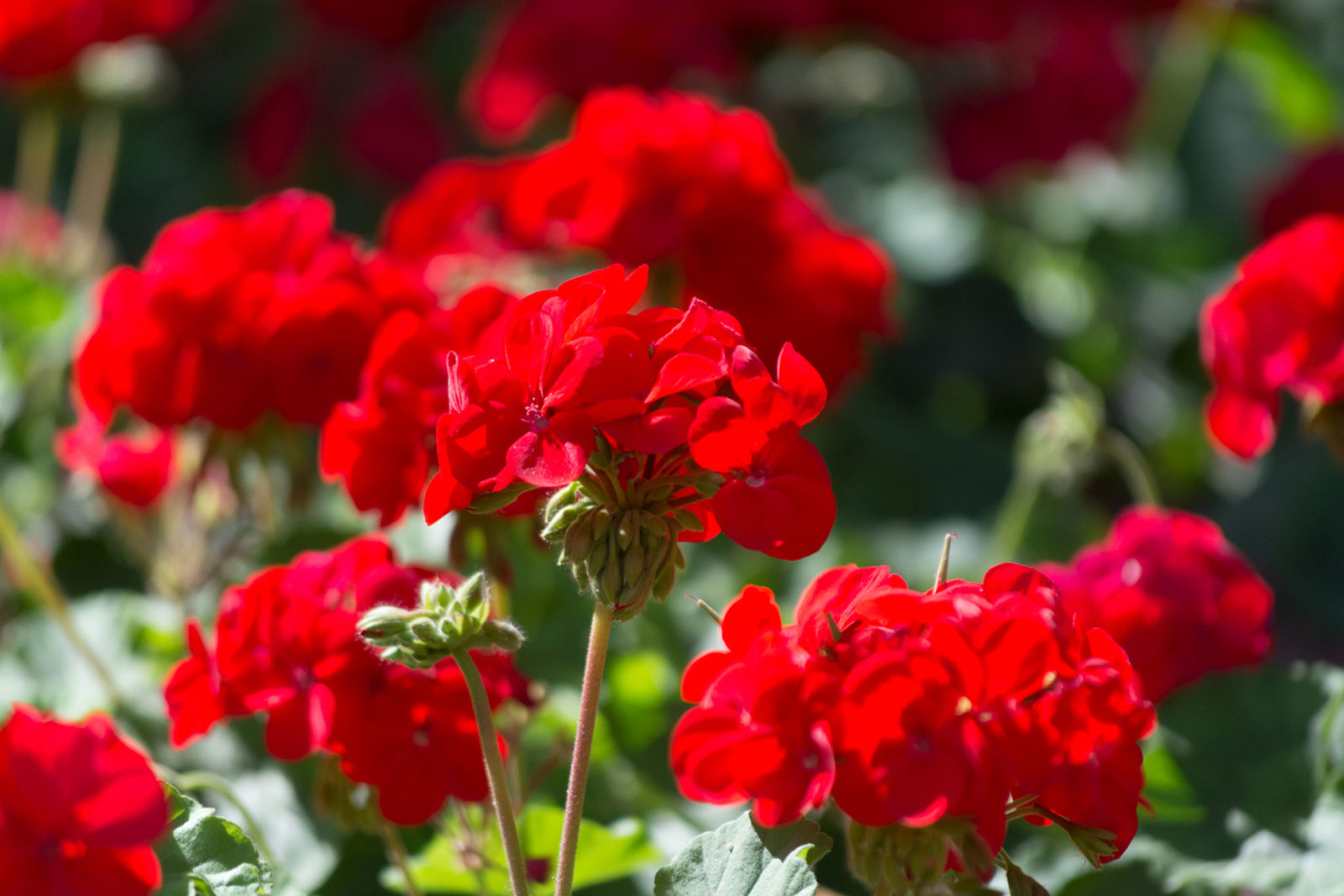 Geranium Harlow Gardens