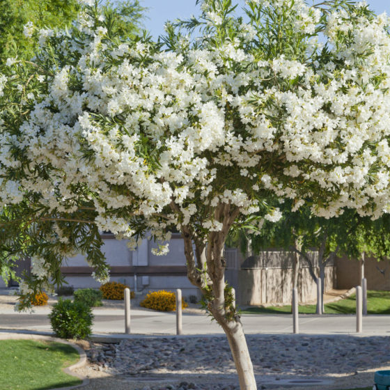 White Oleander for sale at Harlow Gardens Tucson.