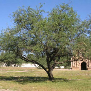 Desert Trees - Harlow Gardens