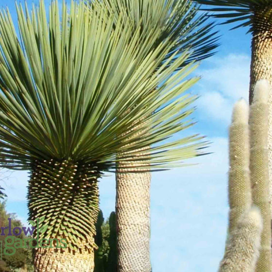 Yucca Rostrata for sale at Harlow Gardens Tucson.