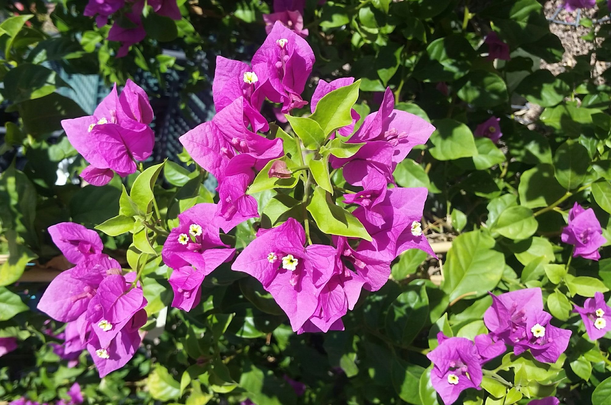 Bougainvillea Purple Queen - Harlow Gardens