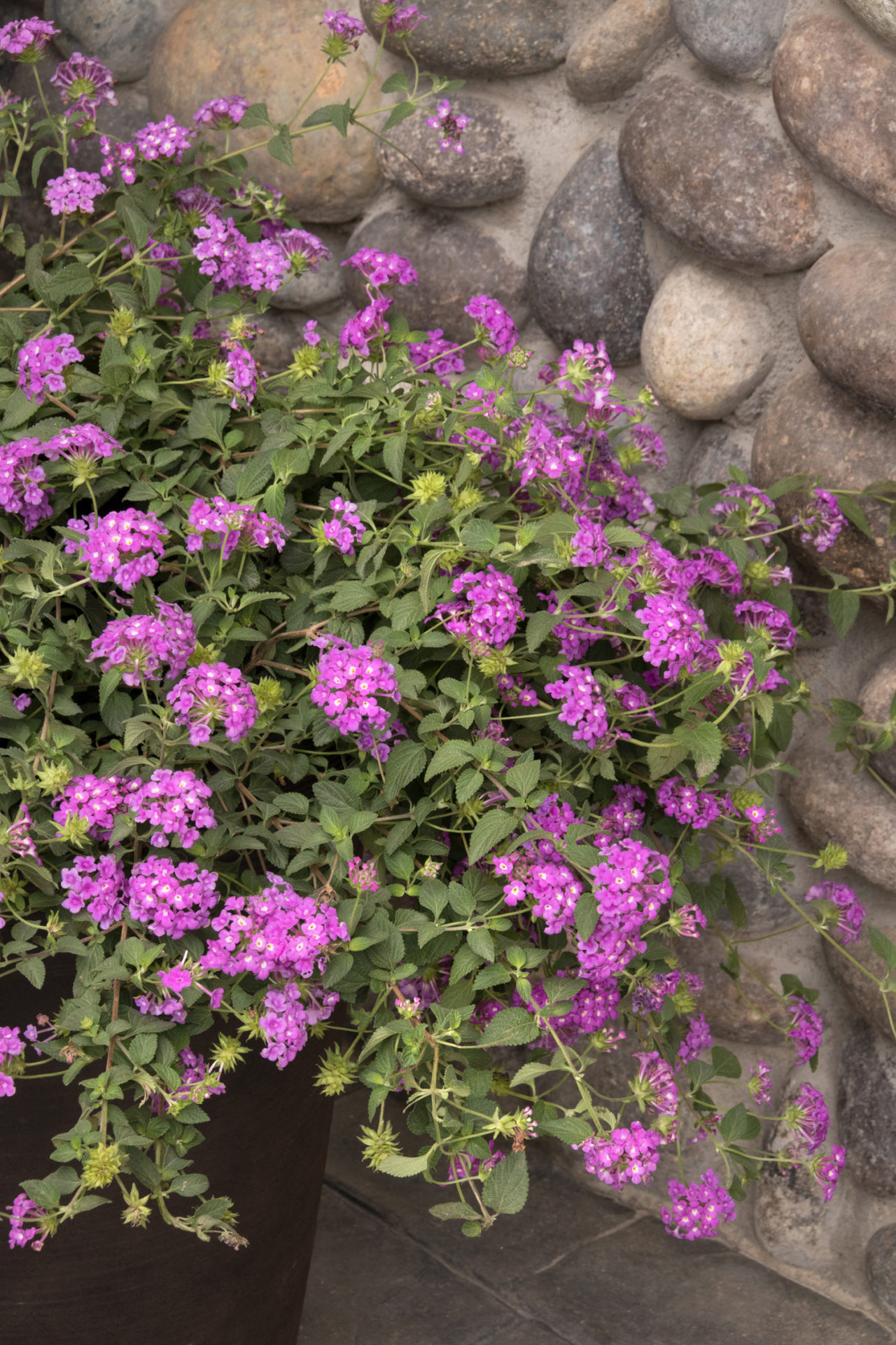 Lantana Purple Potion™ Harlow Gardens
