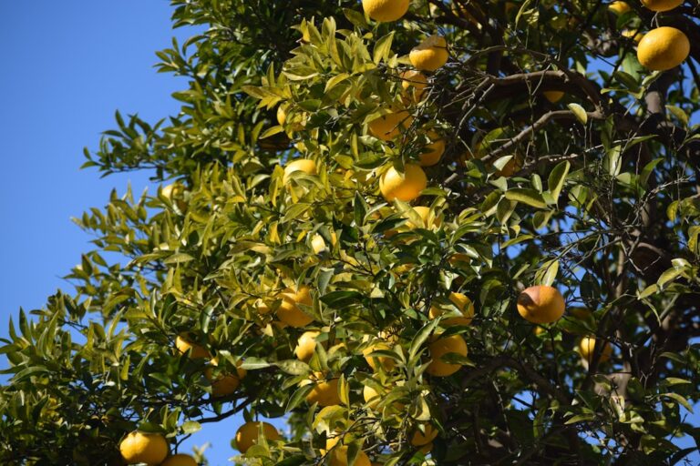 citrus fruit trees for sale